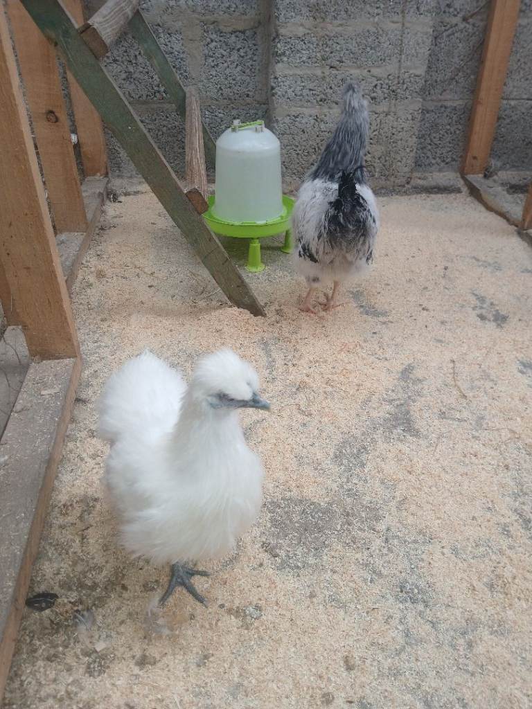 Bantam, Silkies and Gold Top chicks 