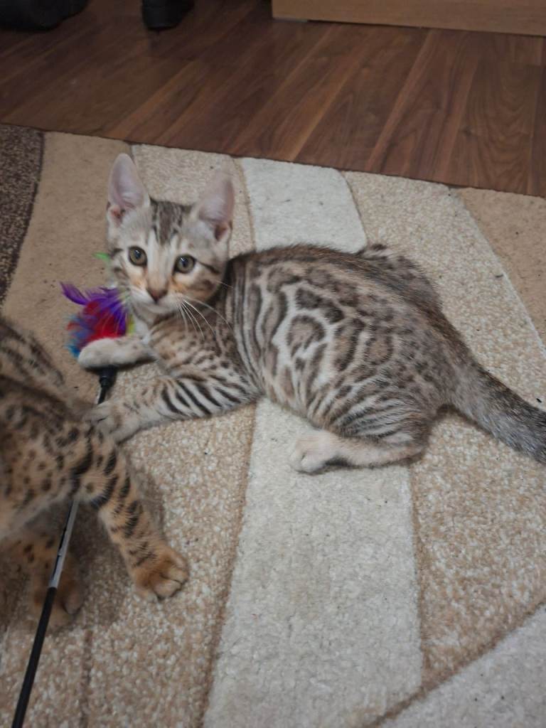 Just one bengal left - silver boy