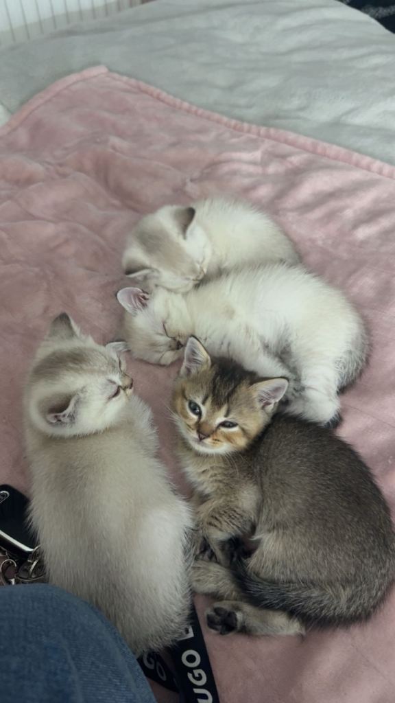 4 full pedigree British short hair kittens - ready to collect 