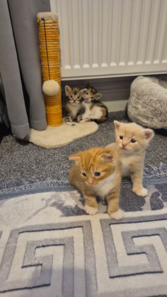 Kittens 