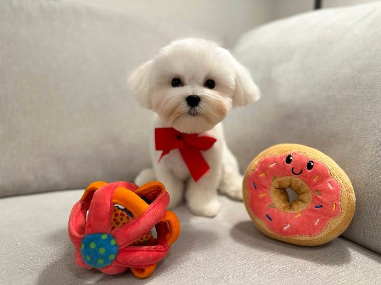 Maltese puppy to loving home