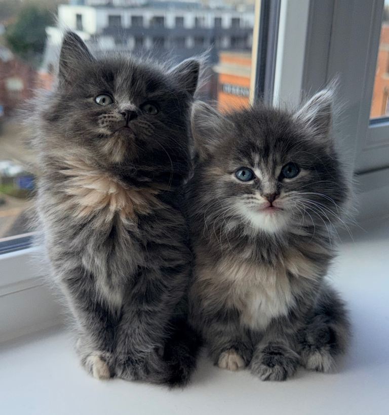Pure British Long Hair X Pure British Short Hair Fluffy Kittens
