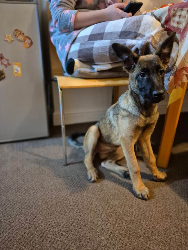 Puppy Belgian Shepherd dog