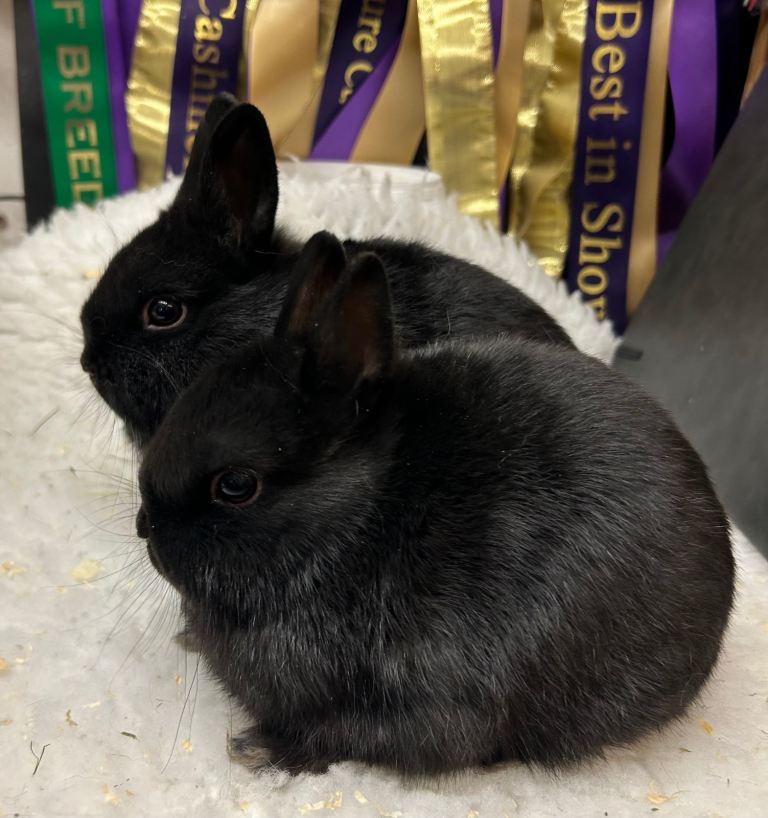 Netherland dwarf