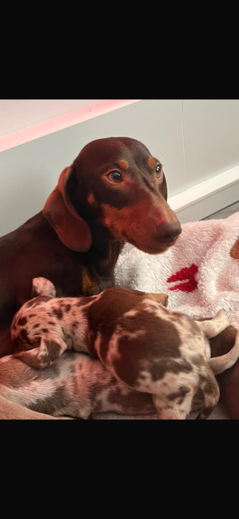 Miniature dachshund puppies 