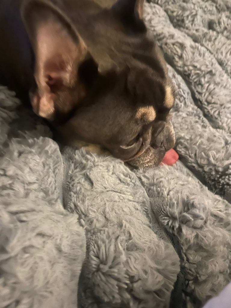 Two dog best friends please read whole ad