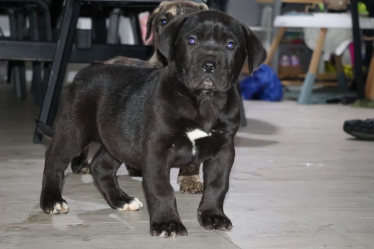 3 Bloodline Presa Canario puppies for sale
