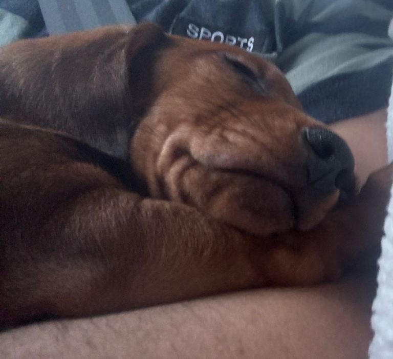 Final 1 girl dachshund puppies 