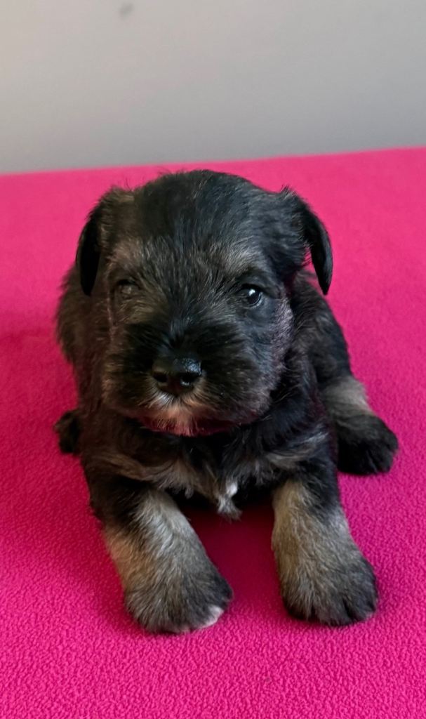 KC registered Miniature schnauzer pups 