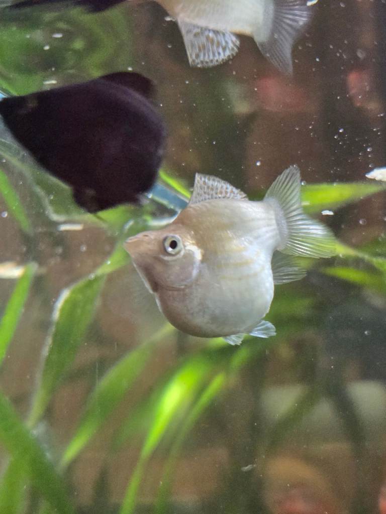 Balloon head mollys - 2 adult and 2 babies 