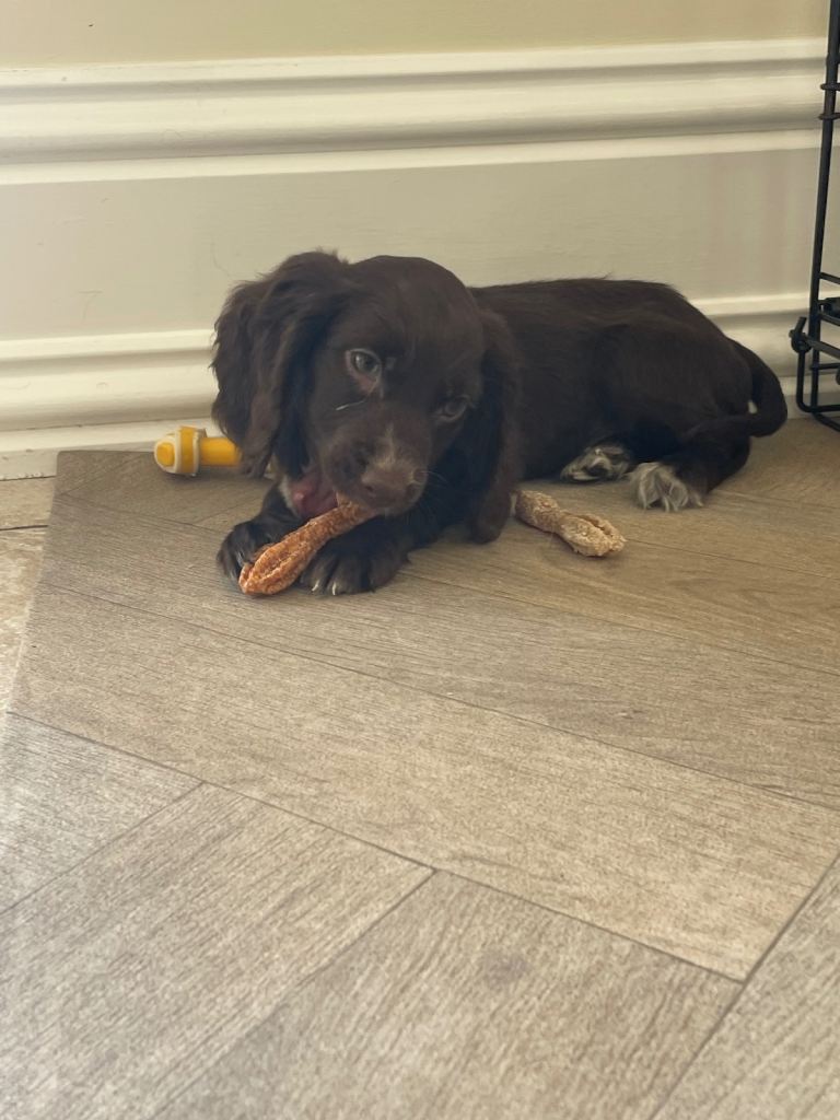 Beautiful cocker spaniel puppies 