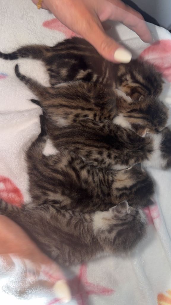 Snow Bengal mixed tabby kittens