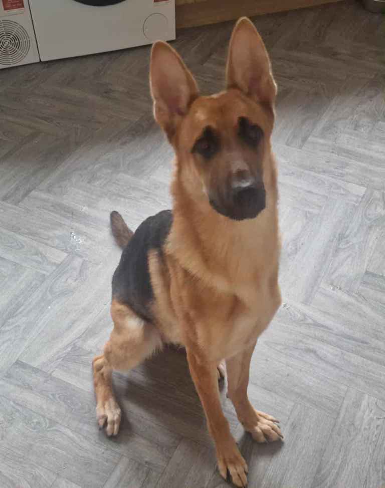 German Shepherd and Labrador for Sale