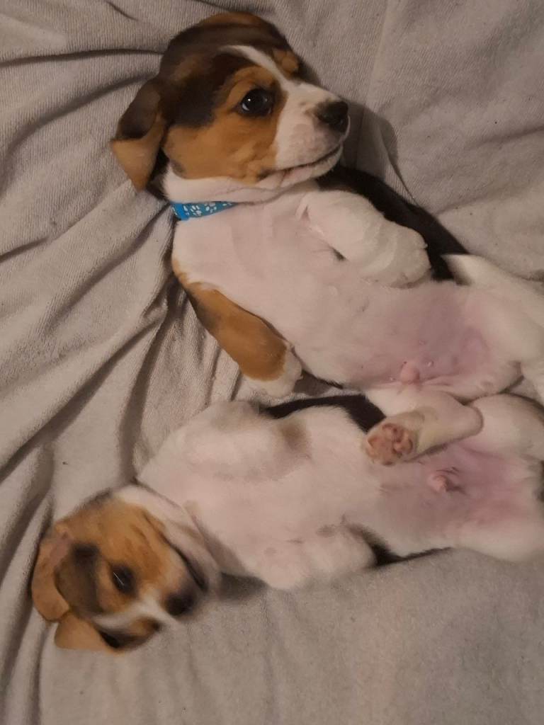 Beagle puppy 