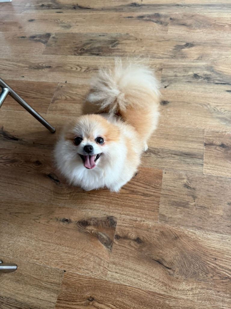 Toy Pomeranian