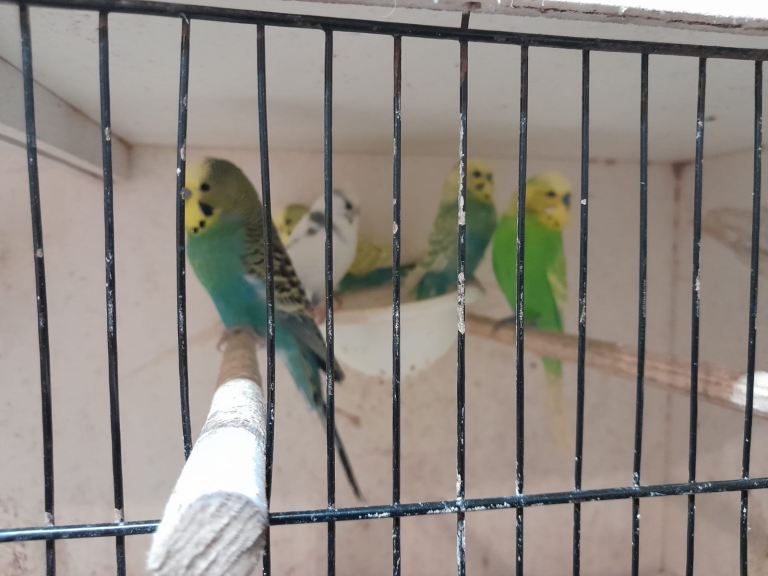 Budgies 