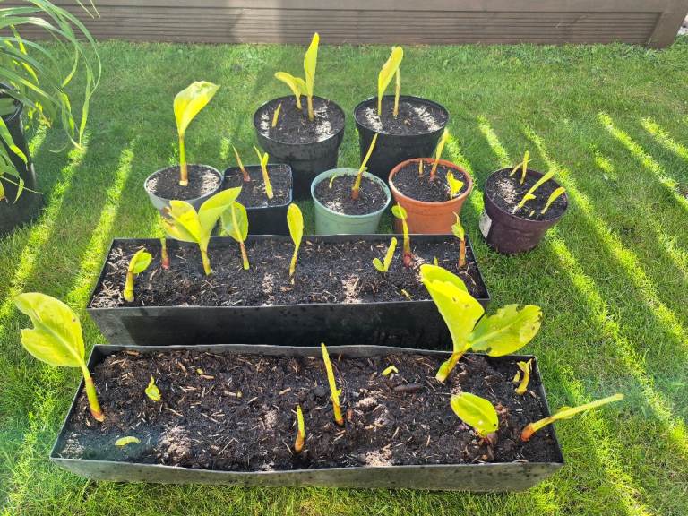 Outdoor Garden Canna wyoming Plants