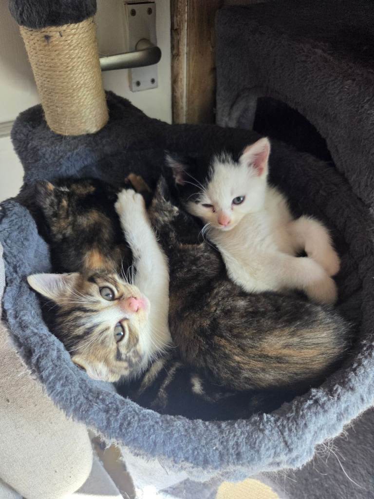 4 kittens for sale
