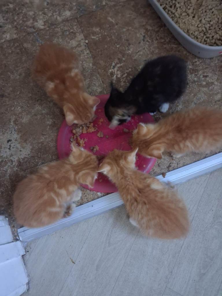 Ginger and tricolour kittens 