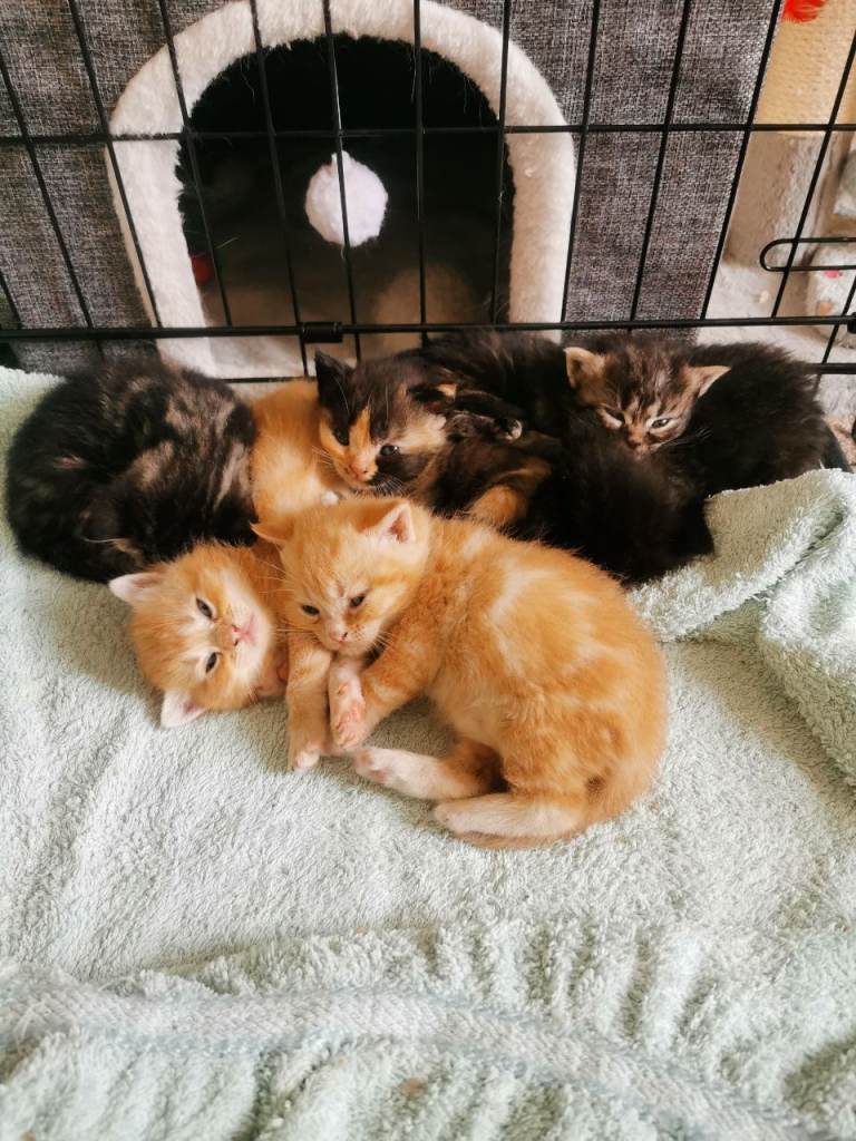 Pedigree exotic X Domestic short haired kittens 