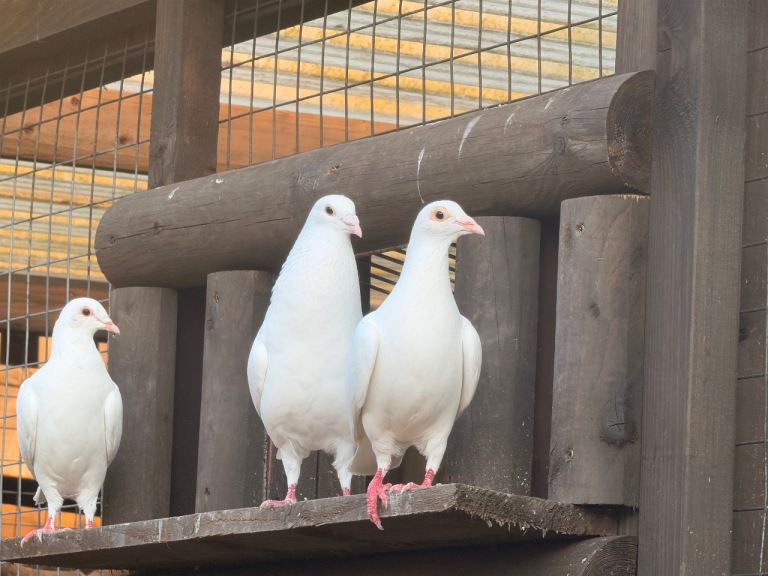 7 pure white breeding doves 