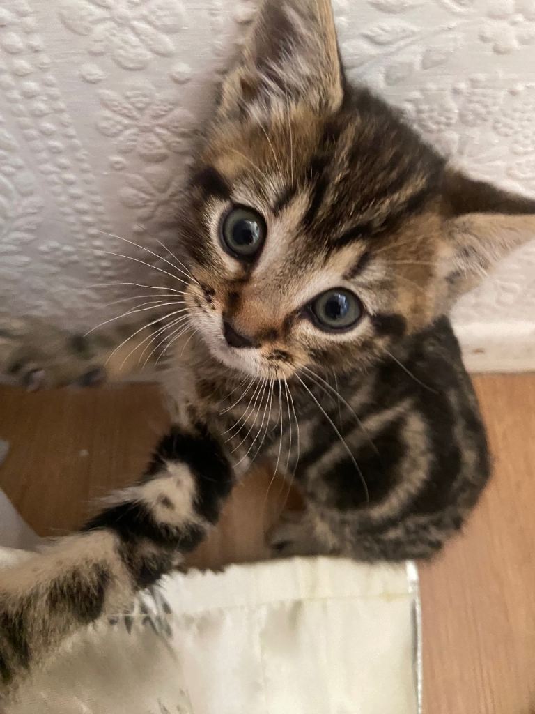Female kitten need gone asap 