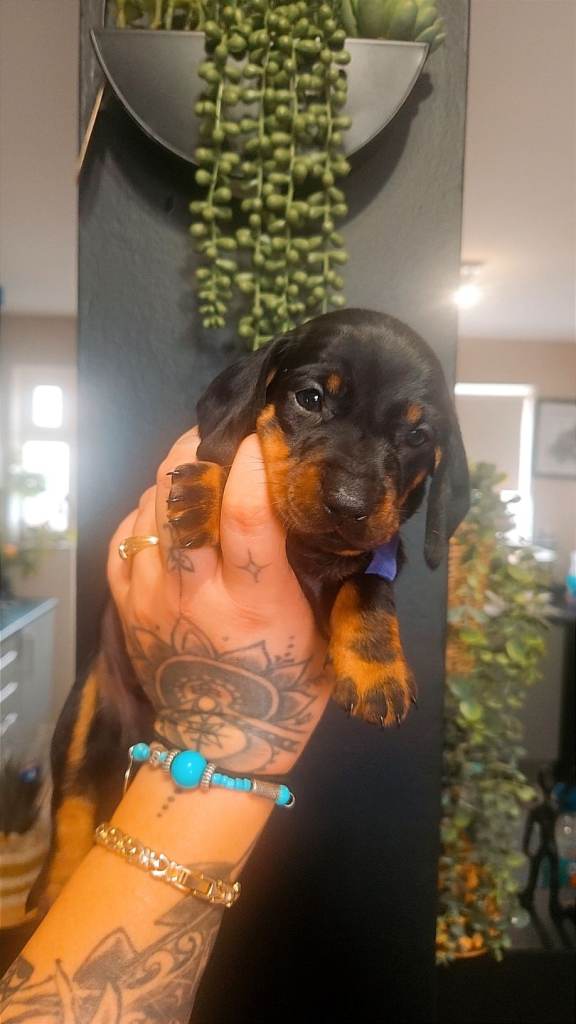 Dachshund puppys 