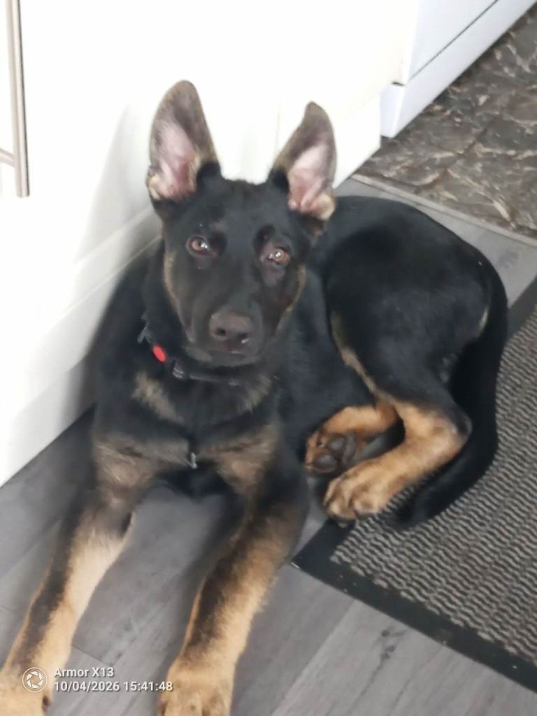 German shepherd 