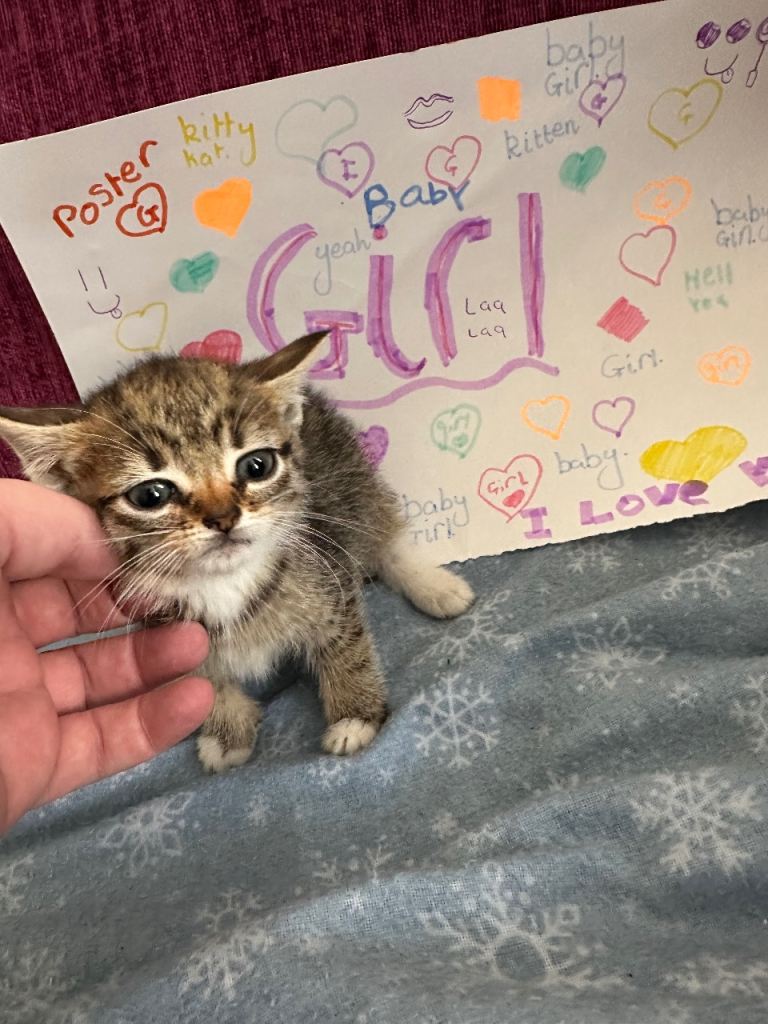 Five kittens for sale