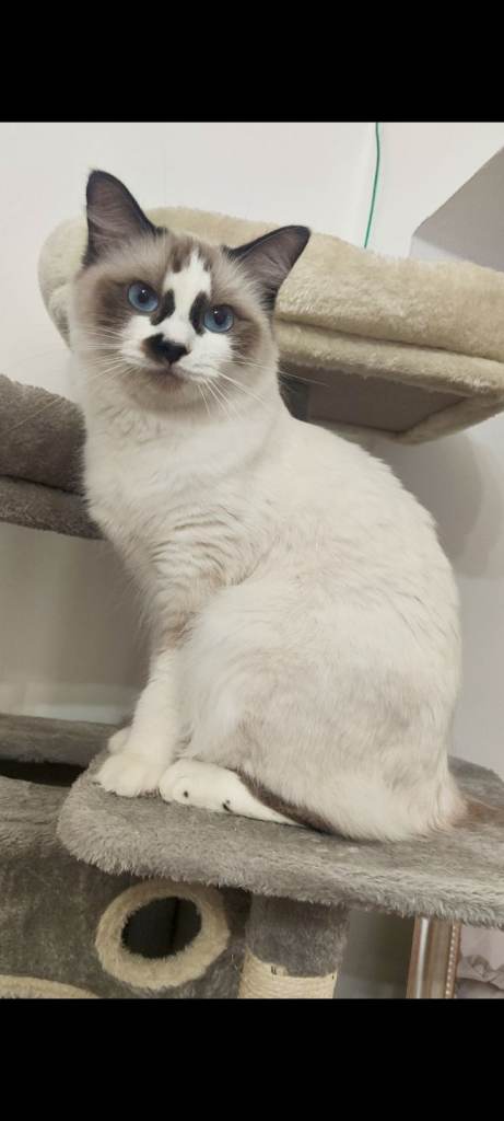 Beautiful Female Ragdoll Bicolor Looking for a Loving Forever Home