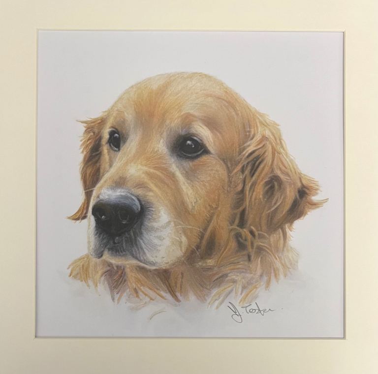 Pet portraits in watercolour 