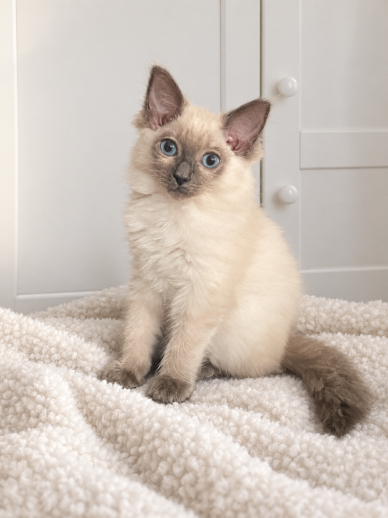 Ragdoll Kittens 