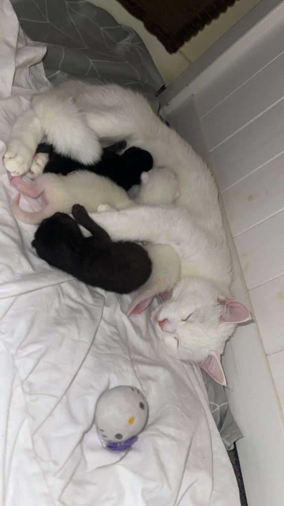 4 kittens for sale