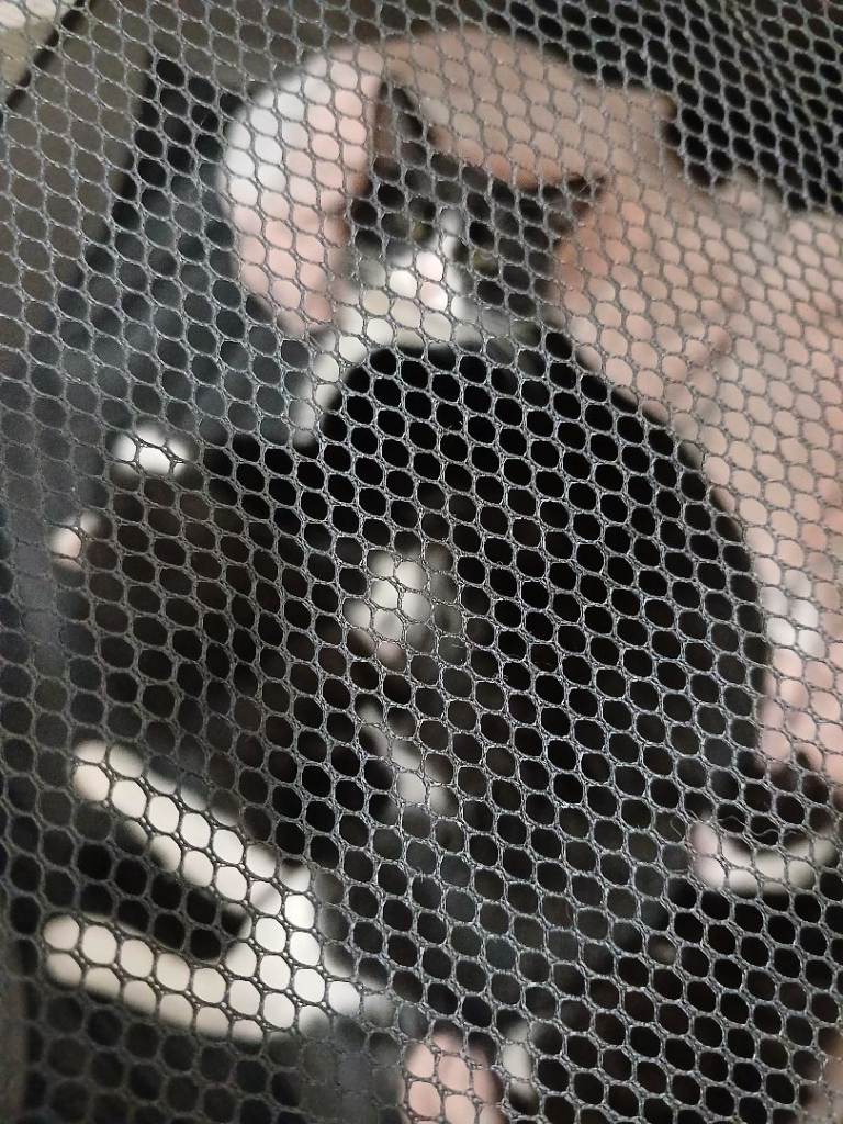 Kittens ready in 4 weeks