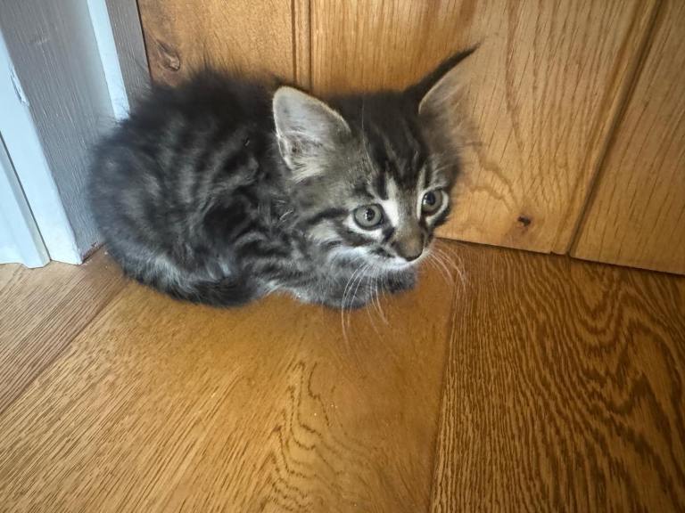 8week old kittens
