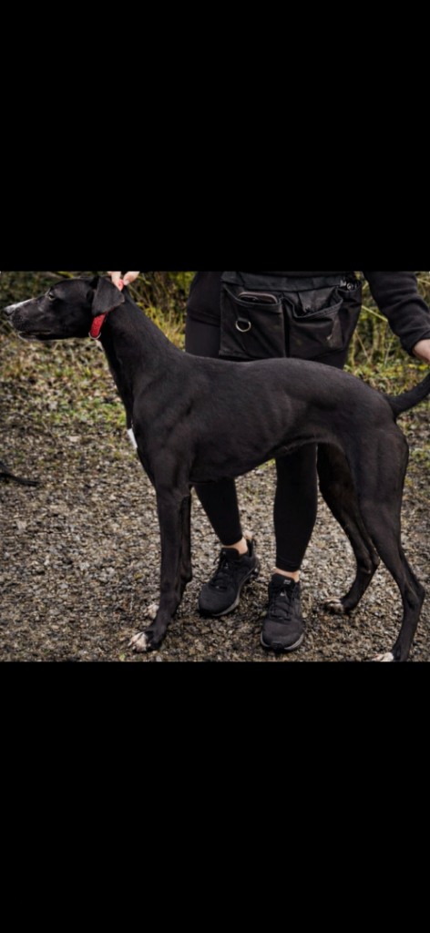 8month old lurcher 
