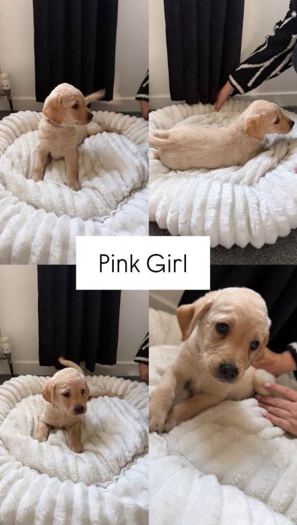 Labrador retriever puppies
