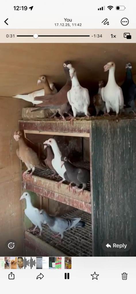 syrian and turkish  fancy pigeons 
