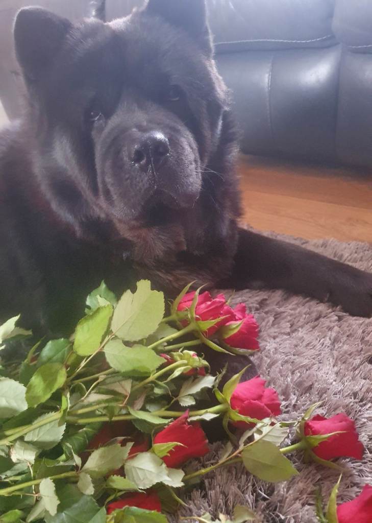 Beautiful Black Smooth Chow Chow