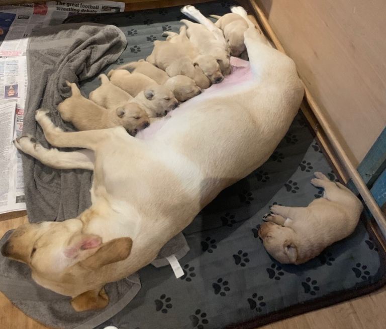 PREMIUM KC REG YELLOW LABRADOR RETRIEVER PUPPIES
