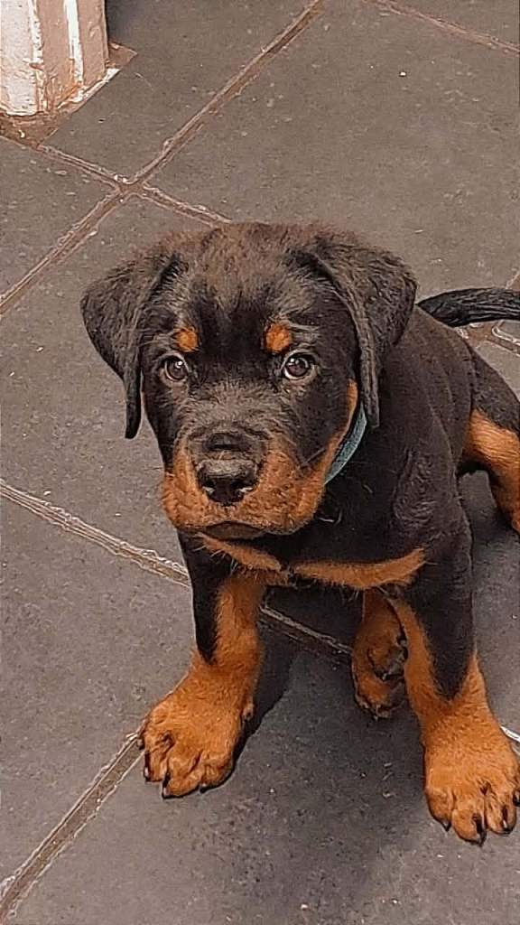 10 week old male Rottweiler 