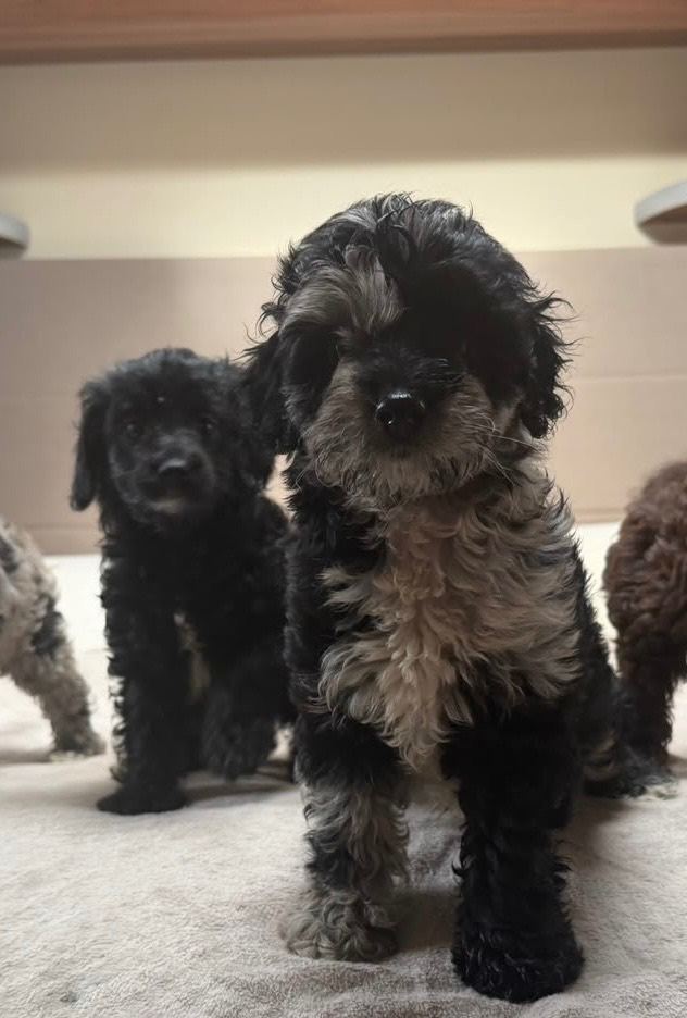 Cockapoo puppies available now 
