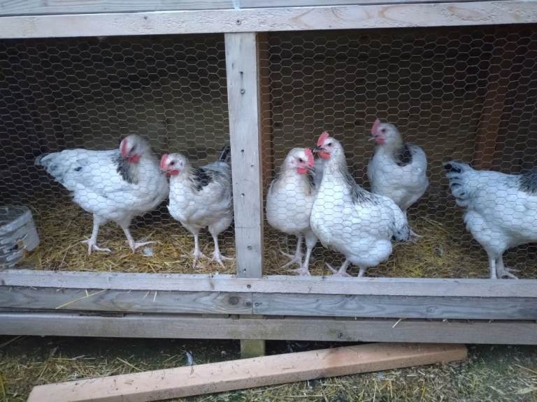 6 x Chickens for sale