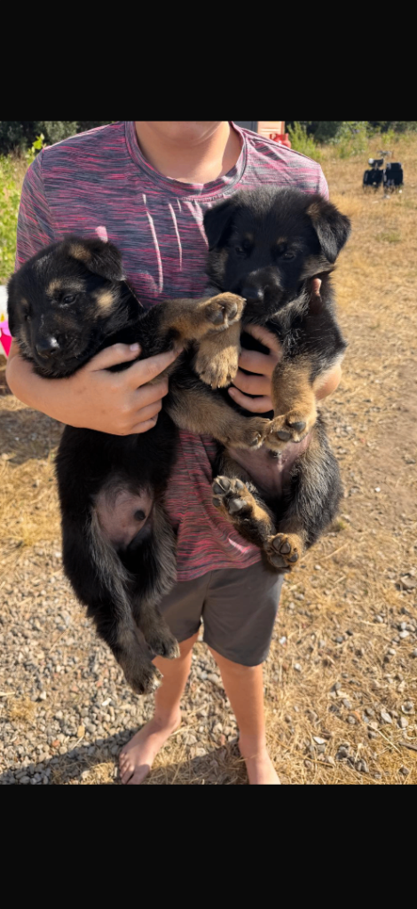 German shepherd 