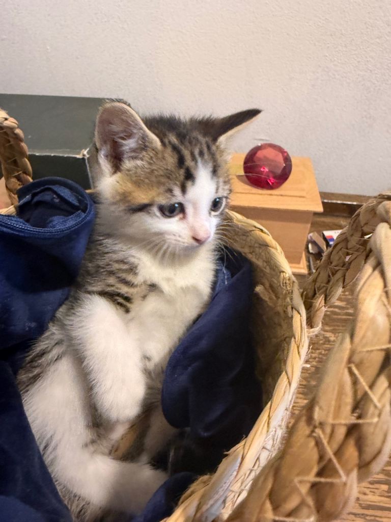 Kittens for sale 