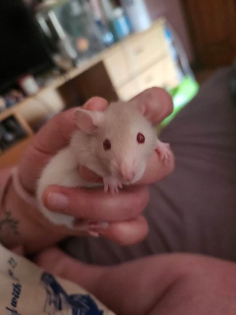 Baby Rats