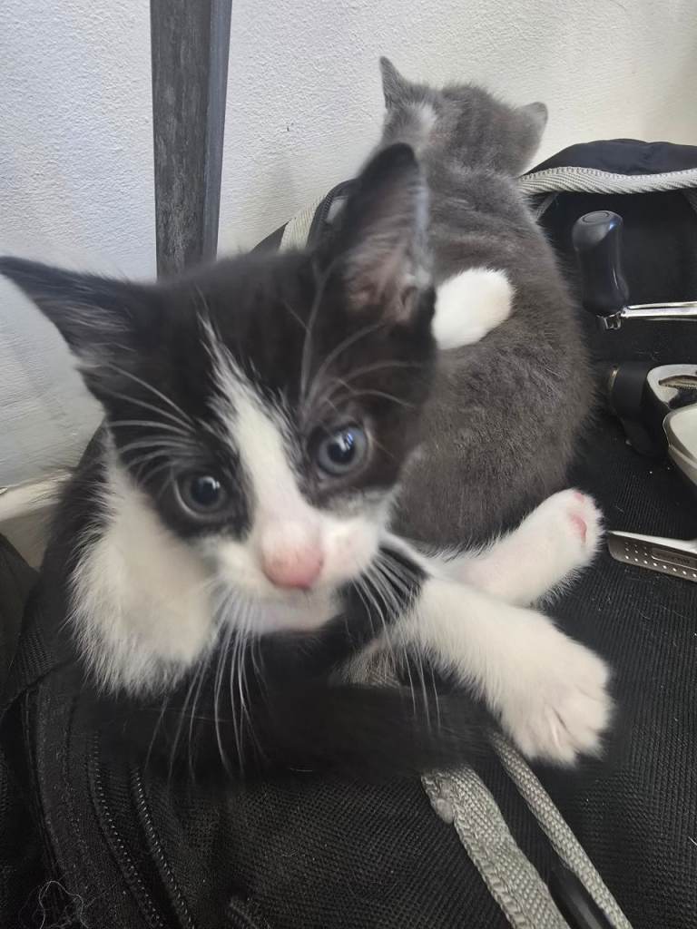 2 male kittens lokking for their forever homes