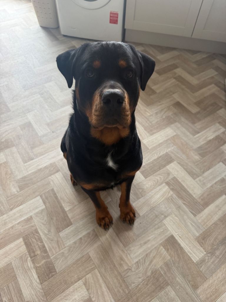 1 Year old Rottweiler Paddy