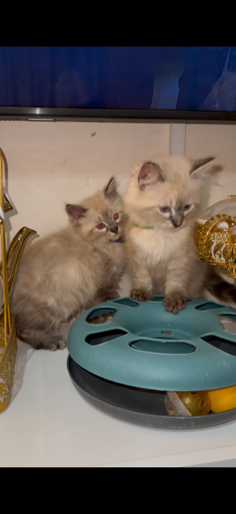 2 female ragdoll kittens for sale 