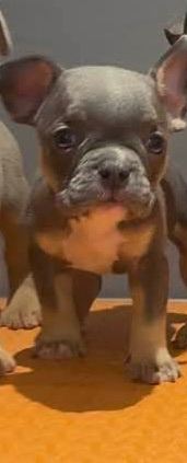 Adorable Pocket Bully x French Bulldog Puppies Ready for New Homes